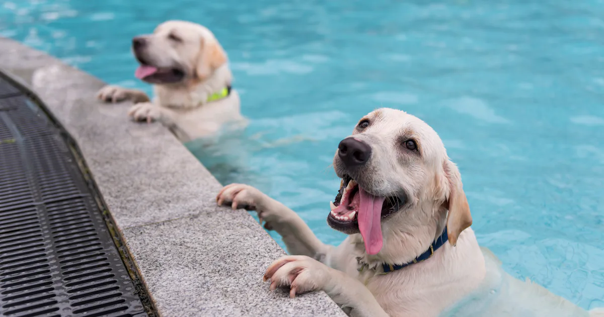 Stunning Waterproof Dog Collars For Economy Class Trips image
