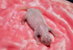A very pink newborn giant panda lying on a pink blanket.