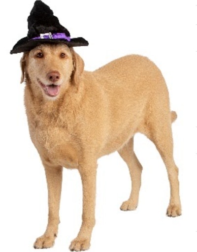 Large dog in witch hat for Halloween