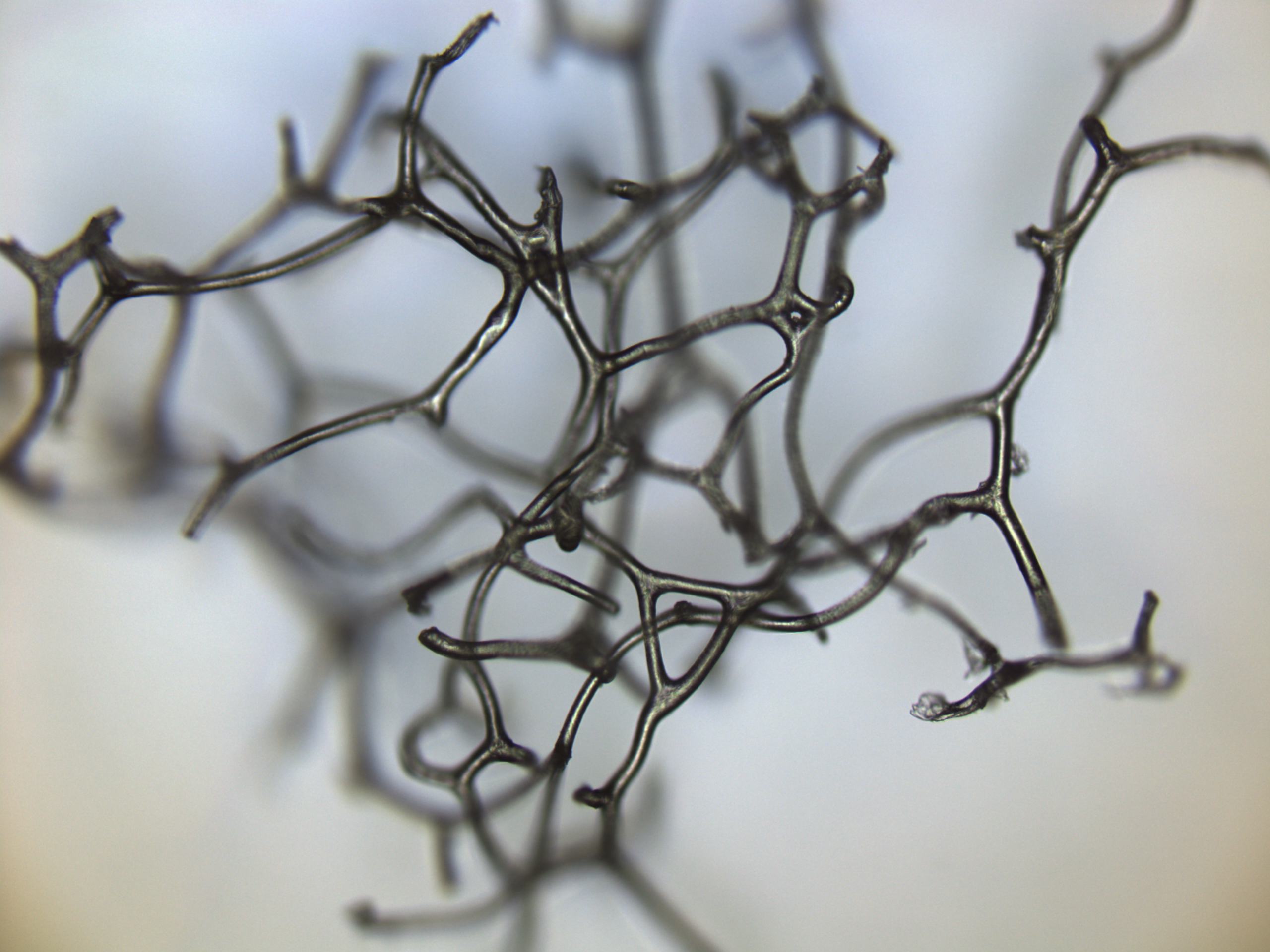 low-mag view of an area of vermiform  microstructure inside a cavity.