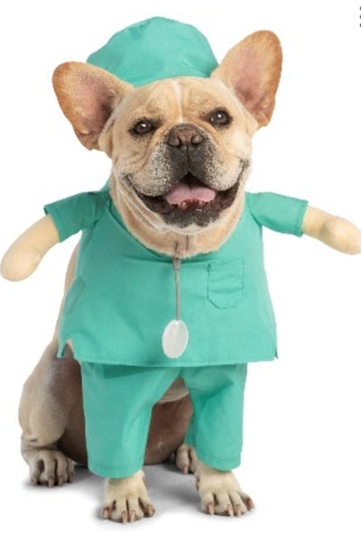 Dog in doctor costume 