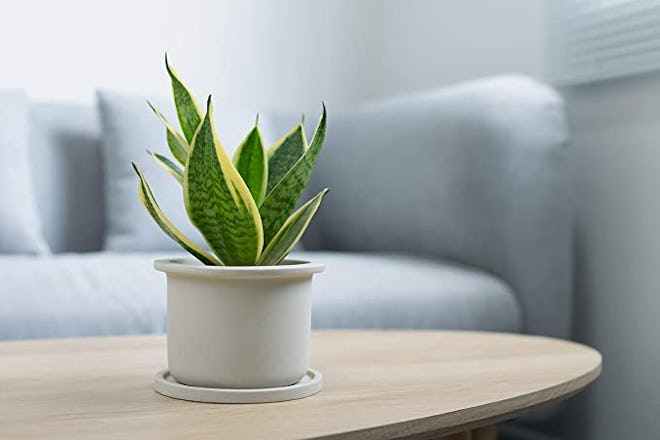 Plants for Pets Live Snake Plant