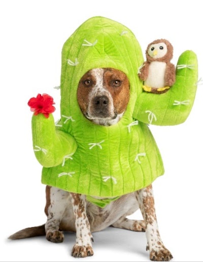 Dog Halloween costume; dog dressed up as cactus