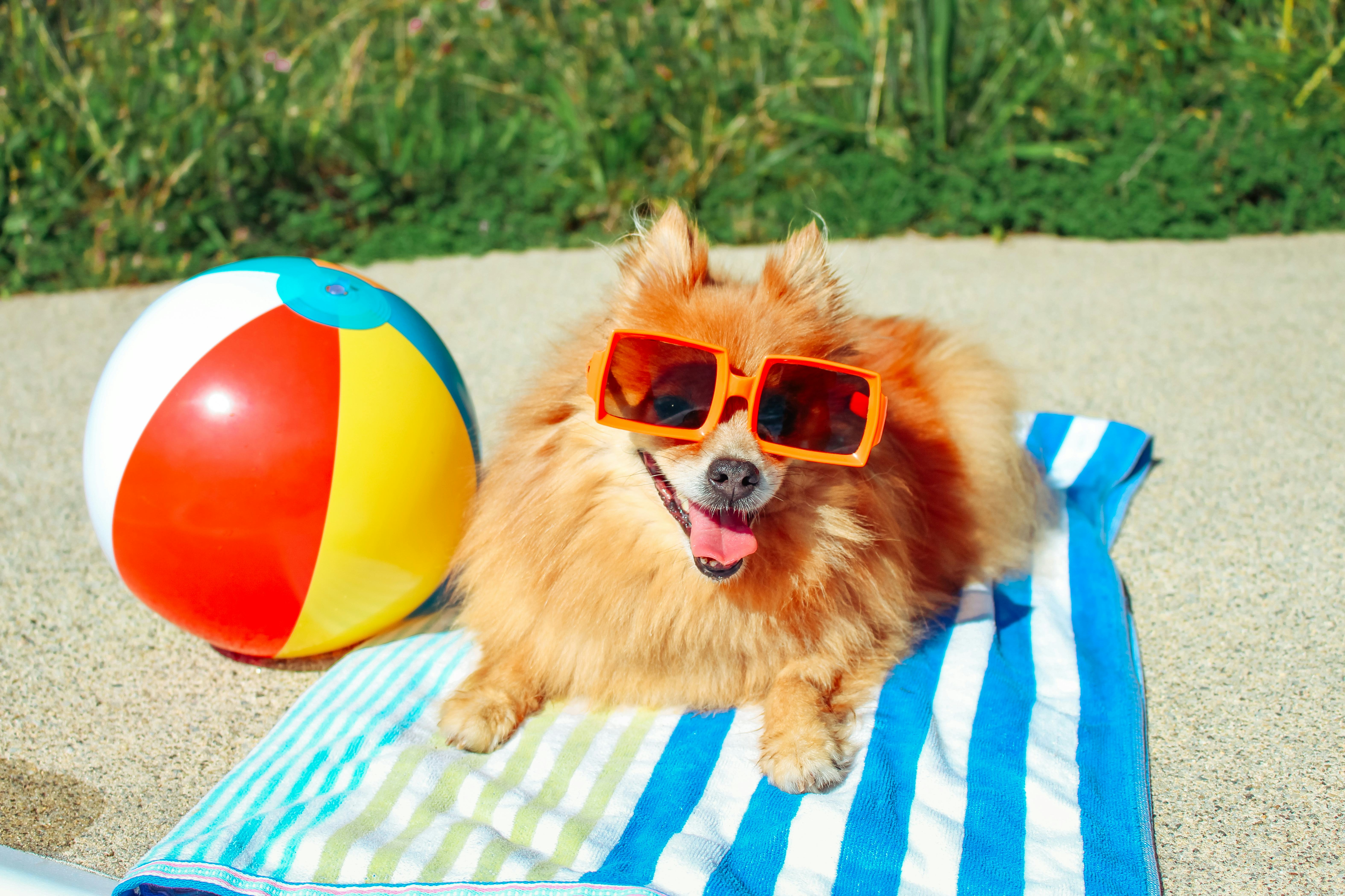How do you cool down an overheated dog? 7 questions to ask during a