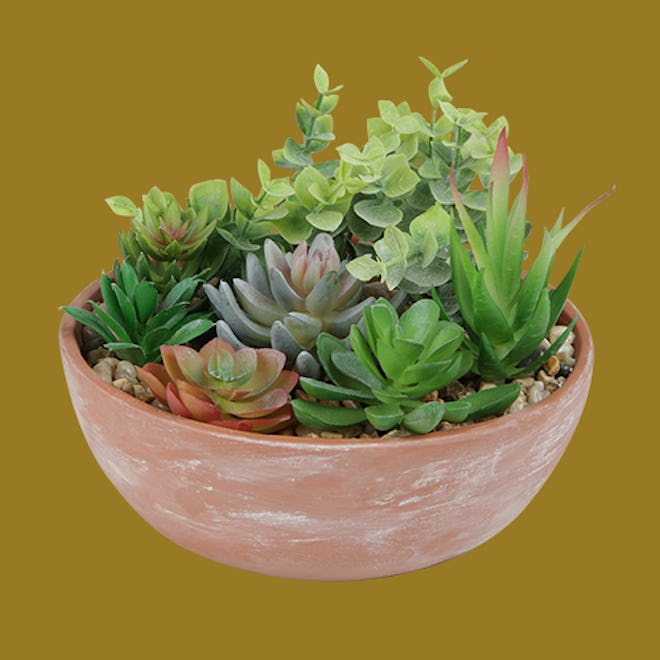 Terracotta Mixed Succulent Bowl 