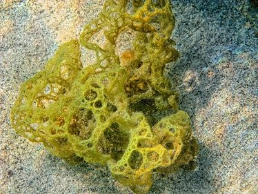 Geologist may have found 890-million-year-old sea sponges in