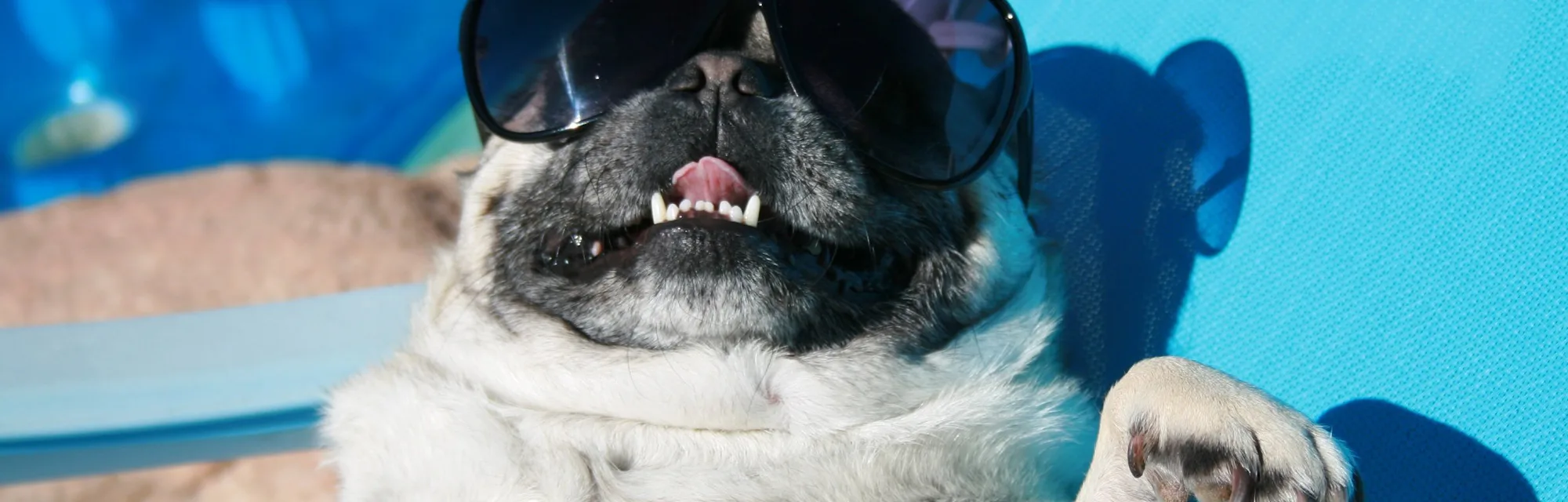 Dog sitting poolside in sunglasses