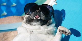 Dog sitting poolside in sunglasses