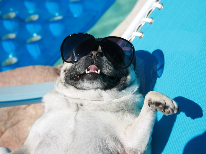 Dog sitting poolside in sunglasses