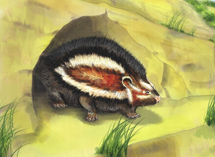 An illustration of a porcupine-like rat coming from a hole in the ground