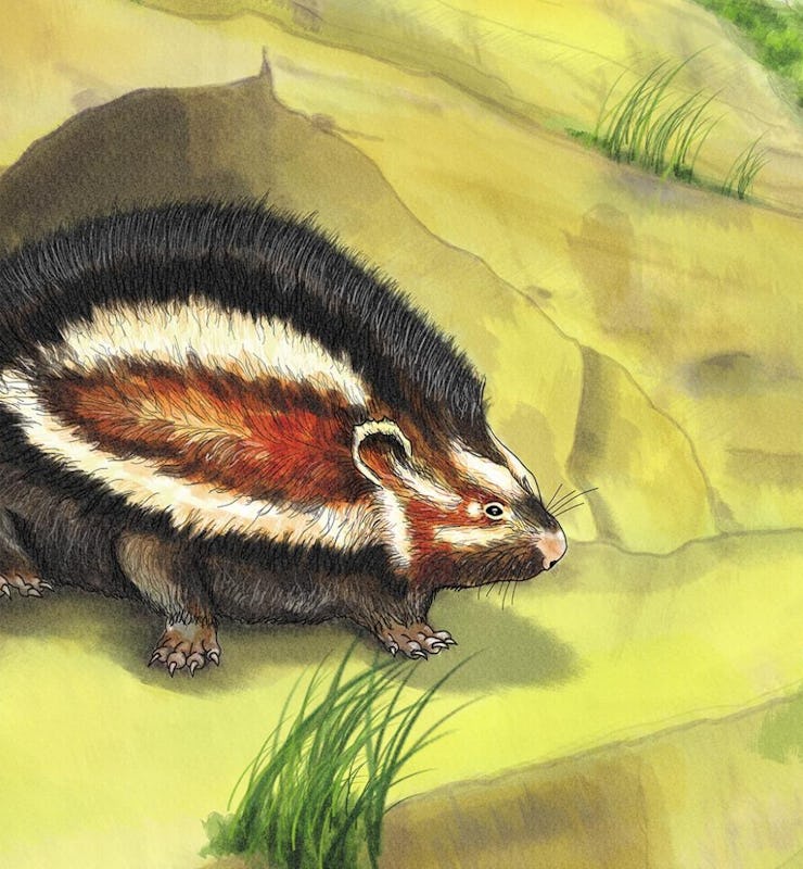 An illustration of a porcupine-like rat coming from a hole in the ground