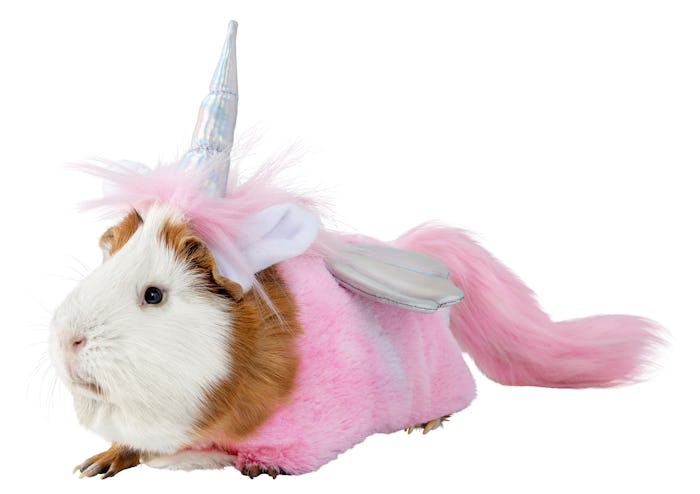 Guinea pig in unicorn fairy costume from PetsMart