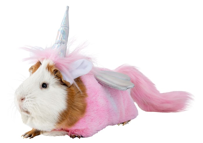 Guinea pig in unicorn fairy costume from PetsMart