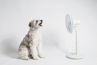 Dog being cooled by fan