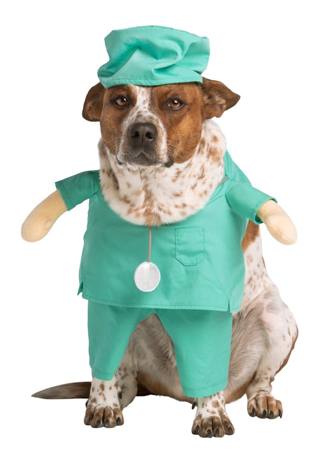 Dog in doctor costume 