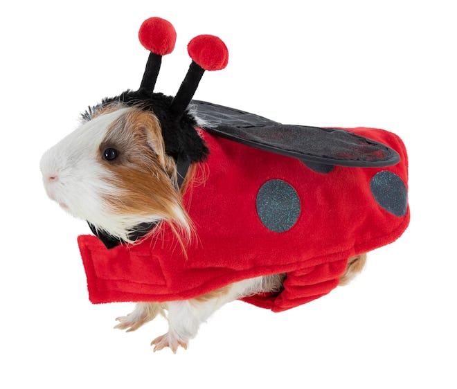 Guinea pig dressed up in ladybug Halloween costume 