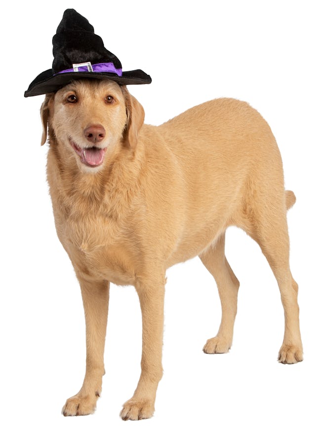 Large dog in witch hat for Halloween