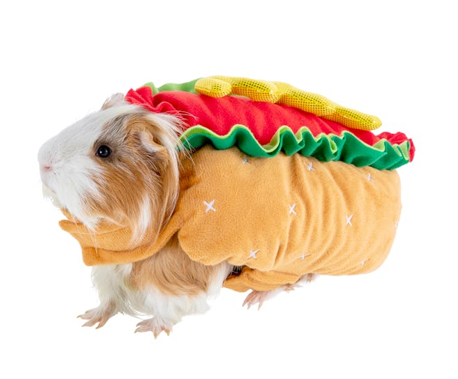 Guinea pig  in hot dog costume for Halloween