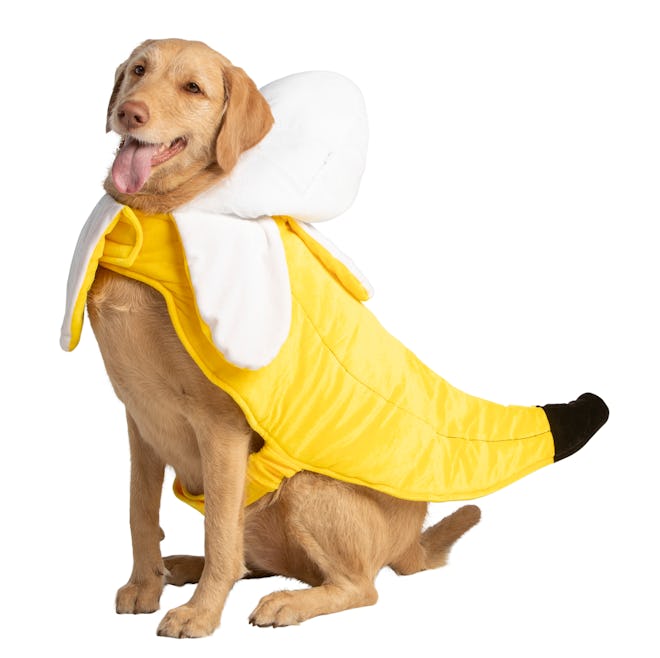 Dog in banana costume