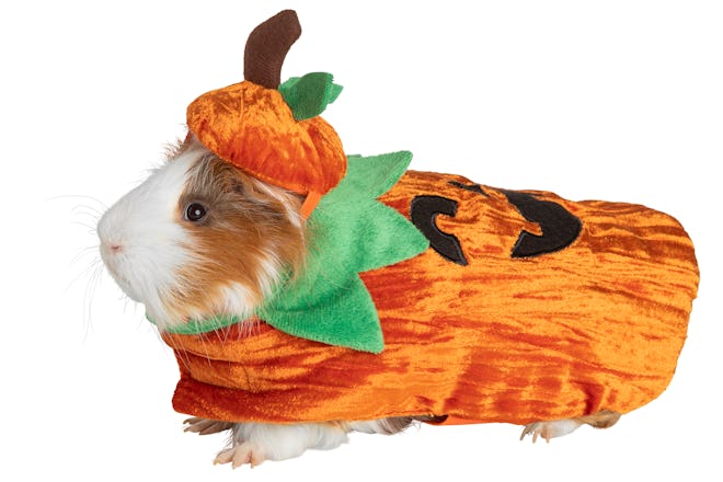 Guinea pig  in small pet jack-o-lantern costume