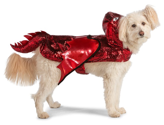 Small dog dressed in dragon costume with red sequins