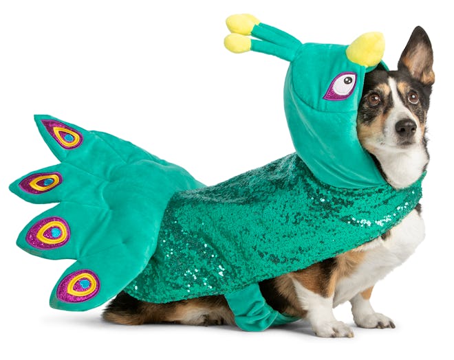 Dog wearing peacock Halloween costume