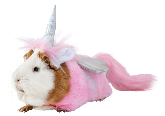 Guinea pig  in unicorn costume for small pets