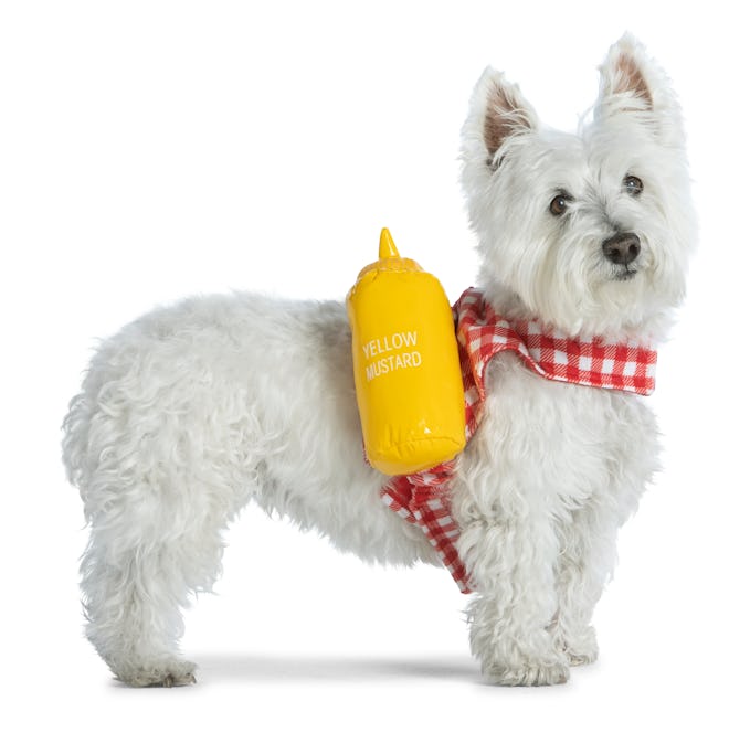 small dog in mustard costume