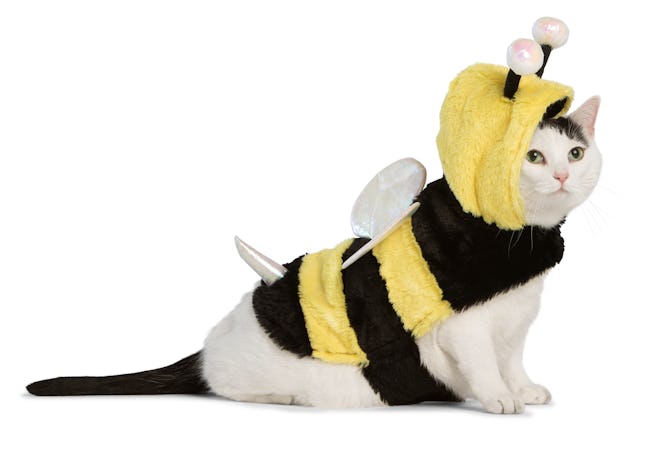 cat dressed up in bumblebee costume 