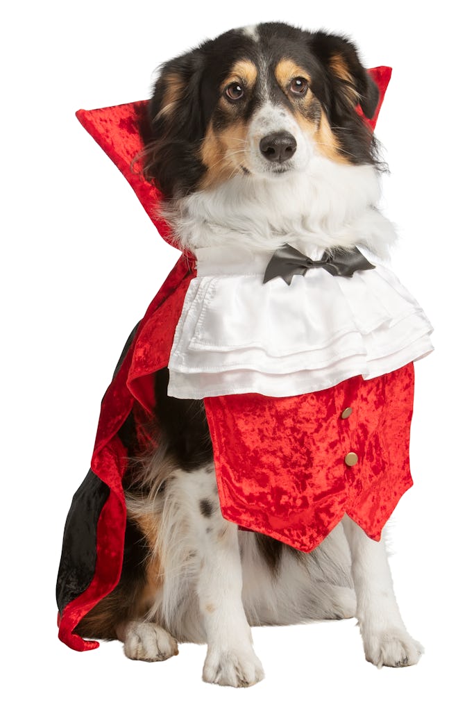 Dog dressed up in vampire costume 