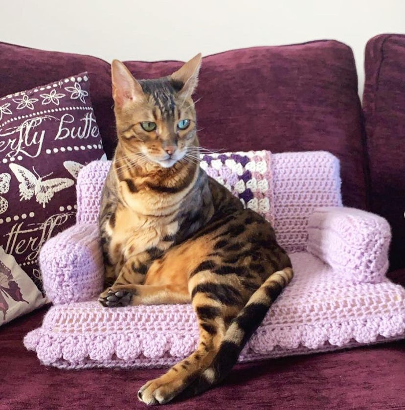 Tom Daley's crochet cat couch