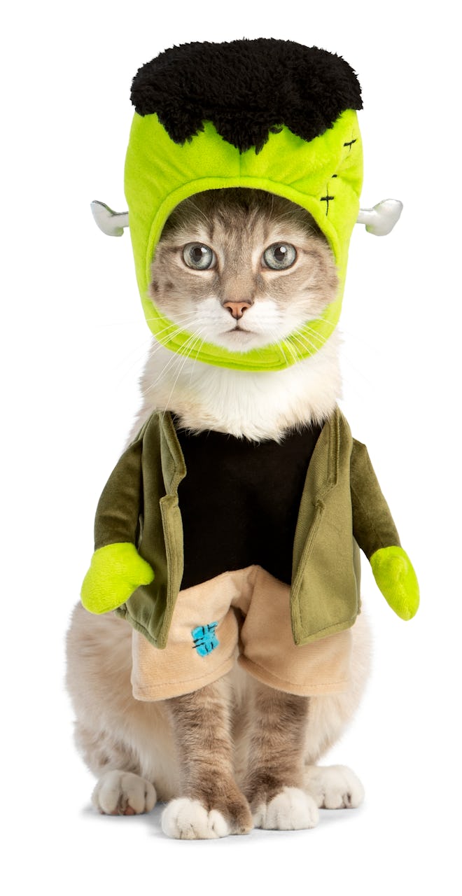 cat dressed up in Frankenstein Halloween costume 