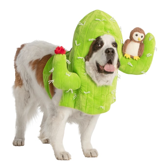 Dog Halloween costume; dog dressed up as cactus