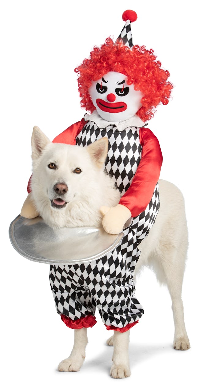 Dog wearing creepy clown costume