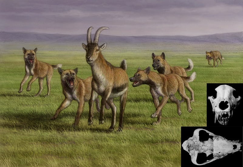 Artist's impression of the ancient dogs