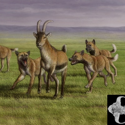 Artist's impression of the ancient dogs