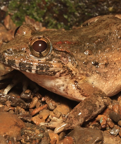 The Mindoro Fanged Frog, a brown frog with dark markings.  A new species discovered in the Philippin...