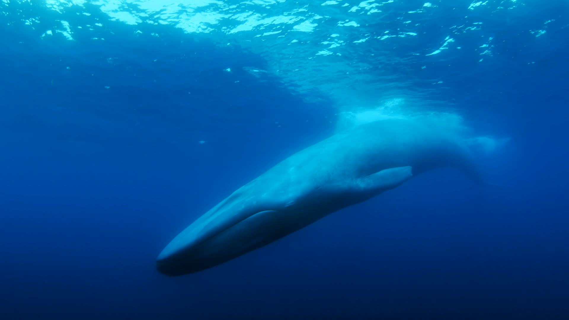 A whale swimming through the ocean