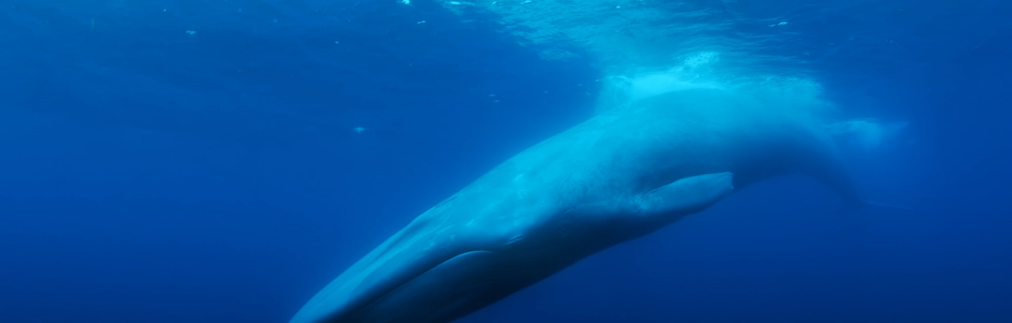 A whale swimming through the ocean