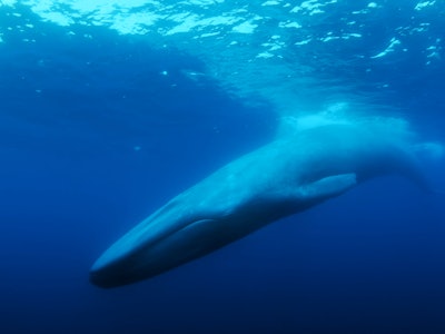 A whale swimming through the ocean