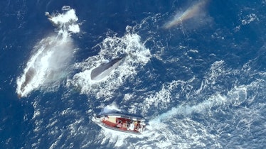 Boat in sea amid blue whales