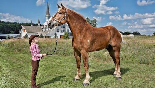 Big horse Big Jake standing tall and proud next to a normal-sized woman.