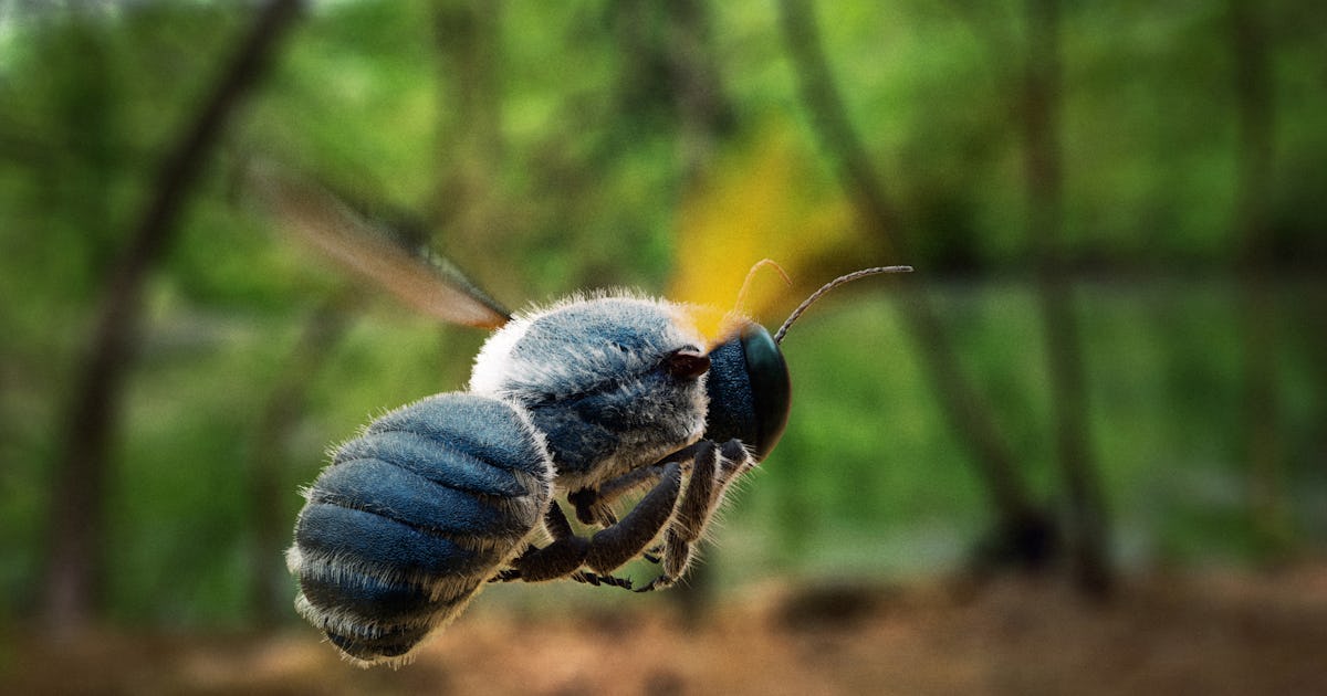 Historic wings reveal what bugs might do earlier than dinosaurs existed