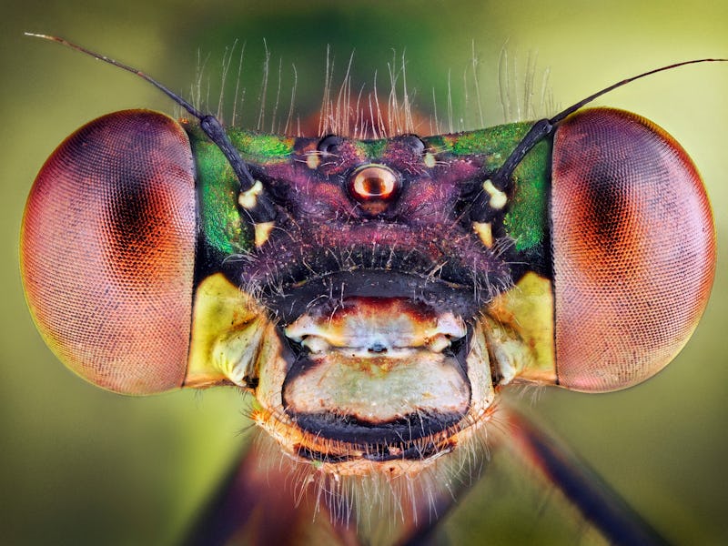 Insect closeup