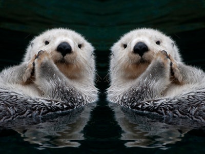 Sea ottter mirror image