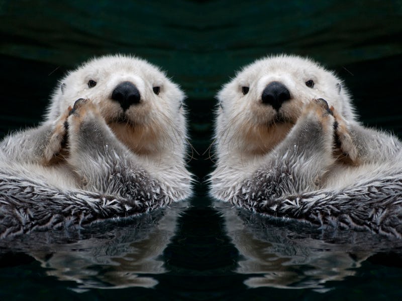 Sea ottter mirror image