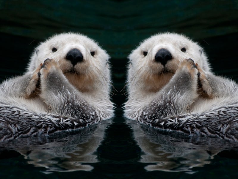 Sea ottter mirror image