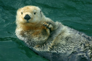Sea otter swimming in water
