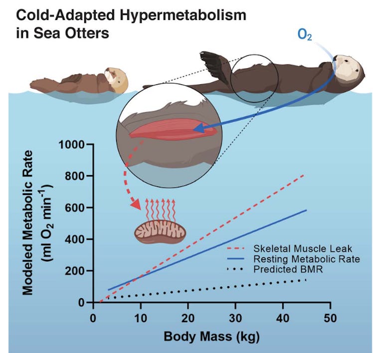 Graphic about sea otter metabolism in cold 