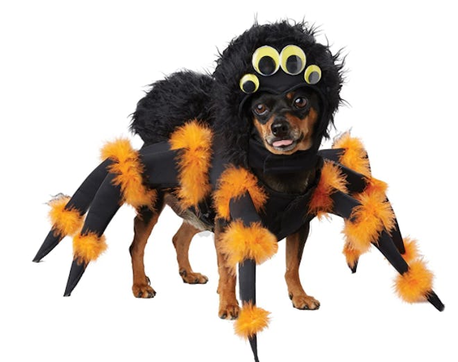 Spiders are an easy dog and baby Halloween costume idea.